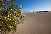 Blühender Creosote Busch in der Wüste, Mesquite Flat Sanddünen, Death Valley Nationalpark, Kalifornien, USA, Amerika