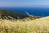 Meadows and hills at the Pacific Ocean, Big Sur Coast, California, USA, America