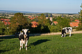 Cattle on meadow, Abbey, Drübeck, Harz, Saxony-Anhalt, Germany