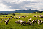 Harzlandschaft mit Schafherde, Brocken im Hintergrund, Harz, Sachsen-Anhalt, Deutschland