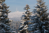 Brocken mountain, snowy furtrees of Torfhaus, Torfhaus, Altenau, Harz, Lower Saxony, Germany