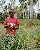 Junge schält Mandarine mit Sternfrucht auf der Stirn, Spice Tour auf der Hakuna Matata Spice Farm im Dorf Dole, bei Kidichi, nordöstlich Zanzibar Town, Sansibar, Tansania, Ostafrika