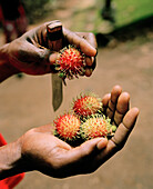 Guide hält Lipstick Fruit in der Hand, Spice Tour auf der Hakuna Matata Spice Farm im Dorf Dole, bei Kidichi, nordöstlich Zanzibar Town, Sansibar, Tansania, Ostafrika