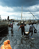 Fish market at the old Dhow harbour, fisher boats get unloaded, Malindi, Zanzibar Town, Zanzibar, Tanzania, East Africa