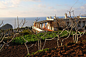 Capers farming, Farm in Pollara on the Island of Salina, Aeolian Islands, Sicily, Italy