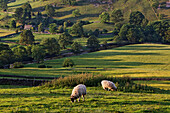 Sheep out at feed, Hartlington, Yorkshire Dales National Park, Yorkshire Dales, Yorkshire, England, Great Britain, Europe
