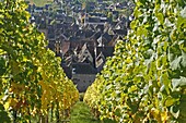Alsace wine route town Riquewihr France vineyard harvest grapes