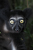 Indri Lemur. Madagascar