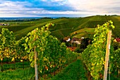 Vineyards, Offenburg, Baden-Württemberg, Germany