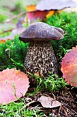 Queen Bolete, Bronzy Bolete Boletus aereus is a very rare and excellent edible mushroom - Bavaria/Germany