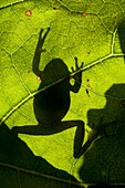 Tree Frog (Hyla arborea), climbing on a leaf, silhouette in back light, Bavaria, Germany