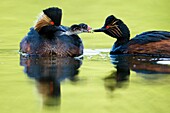 Black-necked grebe (Podiceps nigricollis), couple with chicks, water pond, Bavaria