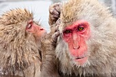 animal, grooming, Japan, Japanese Macaque, Jigokudani yaen-koen, macaque, Nagano, travel, wildlife, winter, S19-1378405, AGEFOTOSTOCK