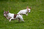 Two chihuahuas playing chase outdoors.