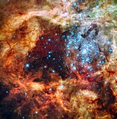 Just in time for the holidays: a Hubble Space Telescope picture postcard of hundreds of brilliant blue stars wreathed by warm, glowing clouds  The festive portrait is the most detailed view of the largest stellar nursery in our local galactic neighborhood