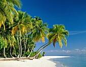 beach, bushes, coastline, exotic, palms, plants, se. Beach, Bushes, Coastline, Exotic, Holiday, Landmark, Palms, Plants, Serene, Sky, Tourism, Tranquility, Travel, Trees, Tropical