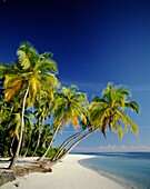 Atoll, Indian Ocean, Maldive Islands, Maldives, Pal. Atoll, Beach, Holiday, Indian ocean, Landmark, Maldive islands, Maldives, Palm trees, Sand, Sea, Tourism, Travel, Tropical, Vaca