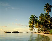 Indian Ocean, Maldive Islands, Maldives, Palm Trees. Beach, Holiday, Indian ocean, Landmark, Maldive islands, Maldives, Palm trees, Sand, Sea, Tourism, Travel, Tropical, Vacation