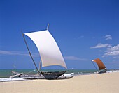 Negombo, Negombo Beach, Sri Lanka, Traditional Outr. Beach, Boats, Fishing, Holiday, Landmark, Negombo, Outrigger, Sri lanka, Asia, Tourism, Traditional, Travel, Vacation