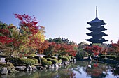 Autumn Leaves, Five storey Pagoda, Honshu, Japan, A. Asia, Autumn, Five, Gokoku, Heritage, Holiday, Honshu, Japan, Kyo, Kyoto, Landmark, Leaves, Pagoda, Storey, Temple, Toji, Touris