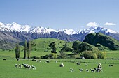 Field, Green Grass, Mountain Ranges, New Zealand, S. Capped, Field, Grass, Green, Holiday, Landmark, Mountain, New zealand, Ranges, Sheep, Snow, South island, Southern alps, Tourism