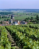 Champagne, France, Vineyards near Reims, . Champagne, France, Europe, Holiday, Landmark, Near, Reims, Tourism, Travel, Vacation, Vineyards