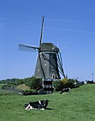 Cows, Holland, Netherlands, Wilsveen, Windmill, . Cows, Holiday, Holland, Europe, Landmark, Netherlands, Tourism, Travel, Vacation, Wilsveen, Windmill