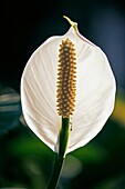 Peace lily, Cobra plant, Spathiphyllum wallisii