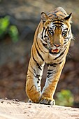 Royal Bengal Tiger panthera tigris tigris male endangered at bandhabhgarh national park india