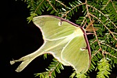 A Luna Moth on a tree