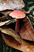 Pink mushroom taken at Semengoh Wildlife Centre, Sarawak, Malaysia, Borneo