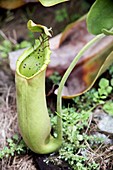 Pitcher plants taken at Kuching Orchid Garden, Sarawak, Malaysia