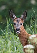 Roe deer Södermanland Sweden.