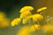 Dandelions  Stockholm Sweden.