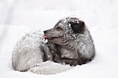 Arctic fox Fjällräv Jämtland Sweden