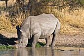 A single white rhino (Ceratotherium simum) drinking at a waterhole in the Kruger National Park in South Africa