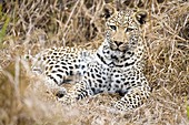 African leopard lying in grass