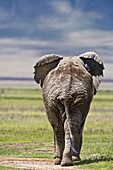 An african elephant (Loxodonta africana) walking away from the camera in the Ngorongoro crater in Tanzania, Africa