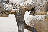 Two african elephants (Loxodonta africana) greeting each other, Etosha National Park, Namibia