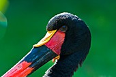 Close up of a saddle-billed stork, Captive, Germany, Europe