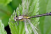 Newly emerged Common Clubtail from exuvia  From above  Clings to nettle leaf  Wings spread extended but draining  Water droplets can be seen in wing cells  Body is the distinctive yellow with black markings  Tail is developed  Body hardened  In dense nett