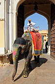 India, Rajasthan, Amber fort, Mahout on elephant back leaving the palace