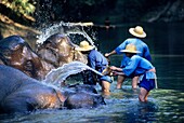 ELEPHANT BATH, MAE PING RIVER, CHIANG MAI REGION, THAILAND
