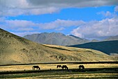 HORSES GRAZING, SAGA REGION, NGARI PROVINCE, TIBET