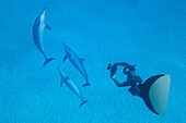 Egypt, Marsa Alam region, Red sea, Apneist and dolphin specialist Frederic Chotard swimming with Spinner dolphins