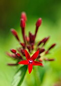 Egyptian Star Cluster (Pentas lanceolata), a flowering plant native to Northeastern Africa and Egypt, Singapore Botanic Gardens, Singapore