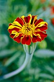 French Marigold  Scientific name: Tagetes patula