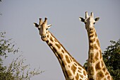 Giraffe (Giraffa camelopardalis), Africa