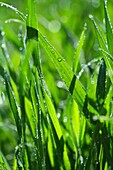 Dew on wheat leaves Triticum vulgare
