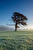 An oak tree stands in a frosty field at sunrise in Somerset, England, United Kingdom